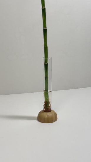 صورة نبتة البامبو